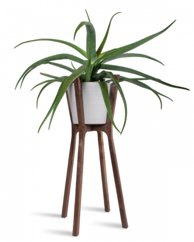 woody pot indoor plant free png